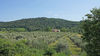 Rustico circondato da uliveto di 34.000 mq., in vendita a Roé Volciano